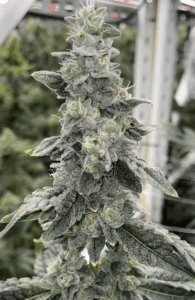 Sour Dough
